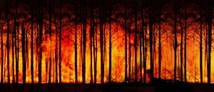 Wildfire Relief Fund